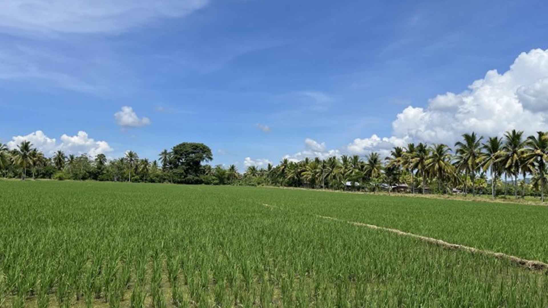 Department Of Agriculture Develops 500-Hectare Hybrid Rice Demo
